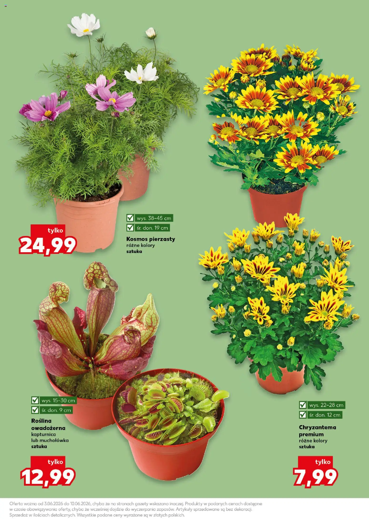 Kaufland Polsko leták - Ogród od 03.06.2026 | Strana: 11