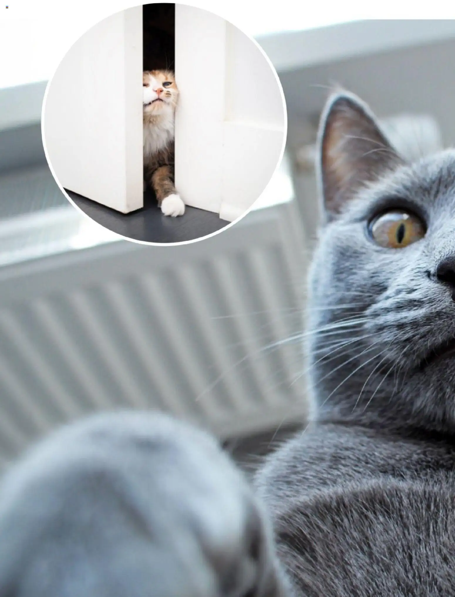zookauf Themenkatalog Katze – gültig ab 01.10.2026 | Seite: 36