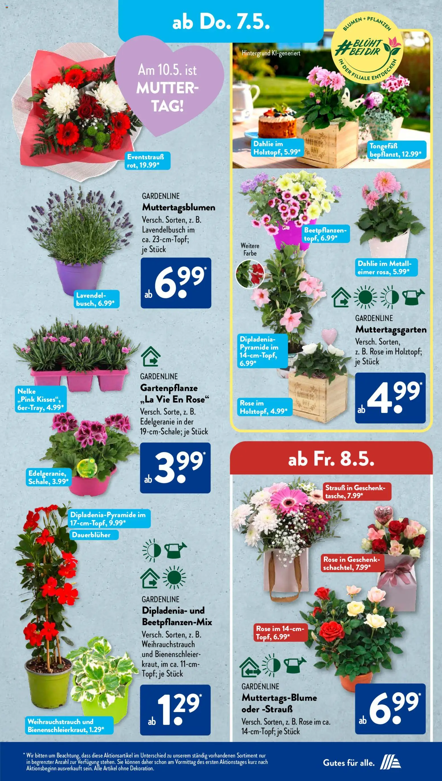 Aldi Süd Prospekt 	 – gültig ab 04.05.2026 | Seite: 12 | Produkte: Blumen, Lavendel