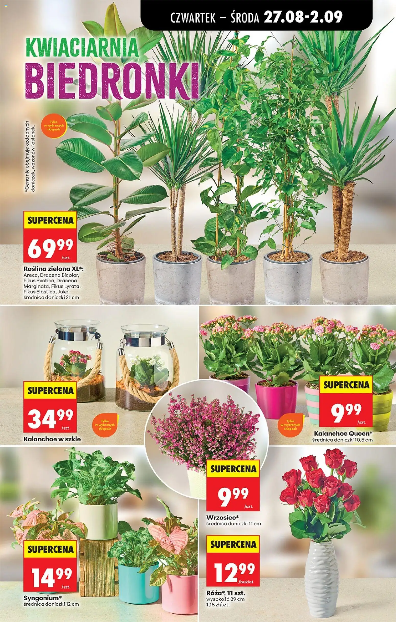 Biedronka gazetka od czwartku od 27.08.2026 | Strona: 79 | Produkty: Juka, Doniczki, Kalanchoe, Fikus