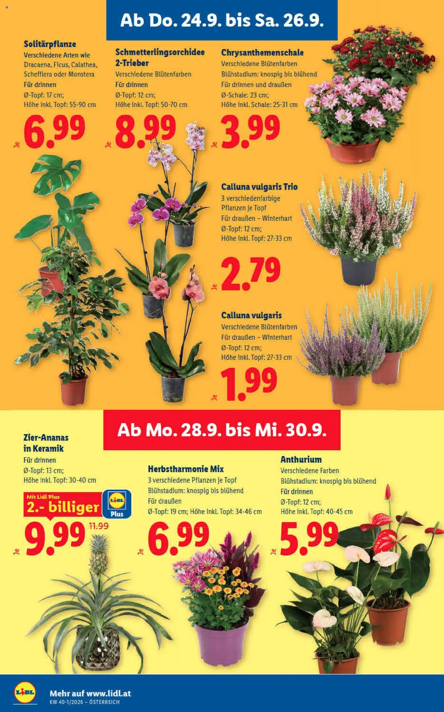 Lidl - Flugblatt gültig ab 24.09.2026 | Seite: 28