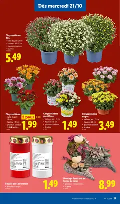 Chrysanthème en pot, taille du pot : 23 cm, hauteur : 26 cm, plusieurs couleurs, la pièce - Voorbeeld van een folder van Lidl, geldig van 19/10/2026 | Pagina: 21 | Producten: La, Box, Pot
