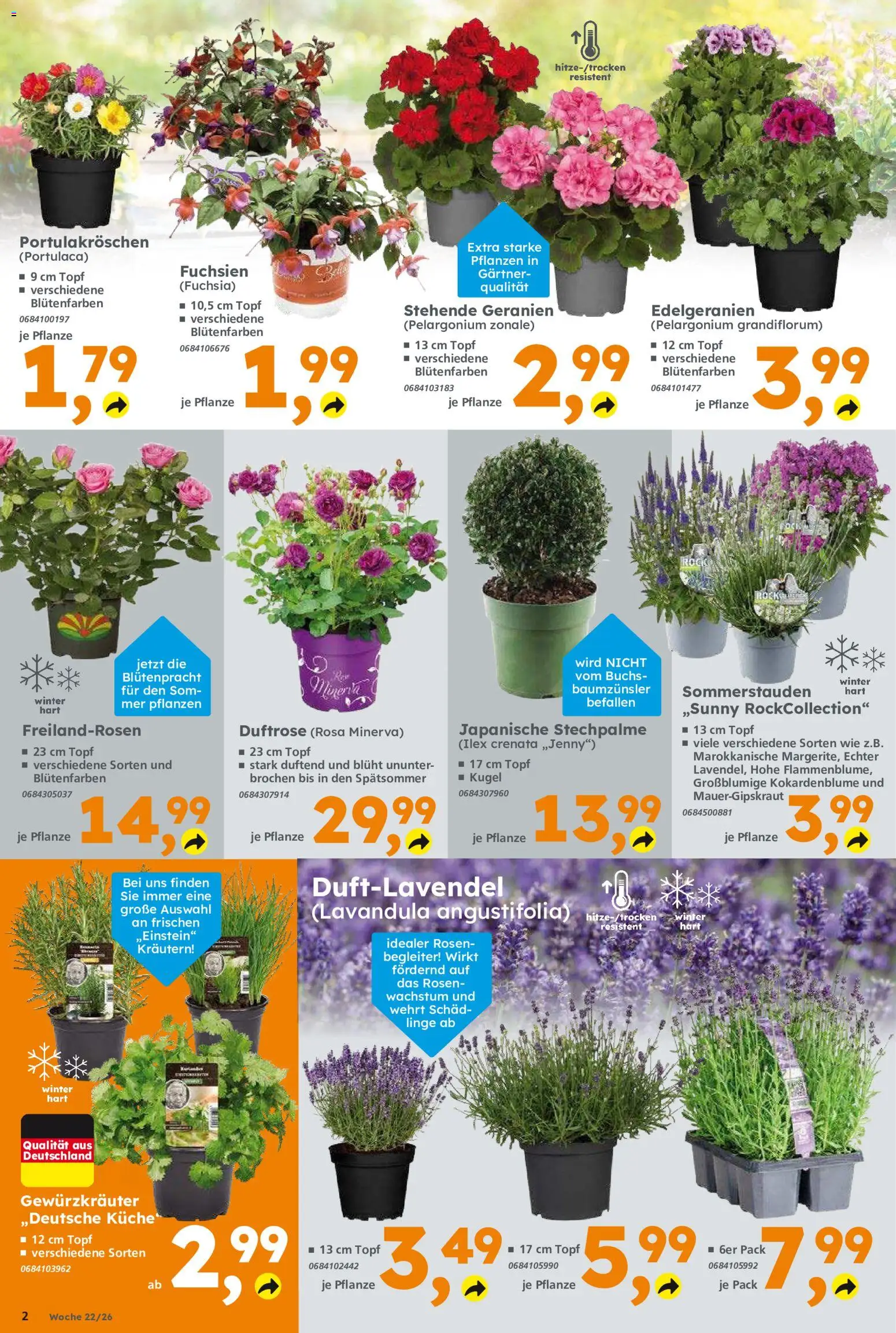 Globus Baumarkt Prospekt – gültig ab 26.05.2026 | Seite: 2 | Produkte: Top, Küche, Geranien