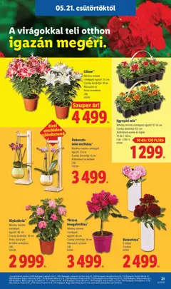 Dekoratív mini orchidea**, Növény mérete cseréppel együtt: 25 cm, Cserép átmérője: 6 cm, Különböző színekben - amely érvényes a következő dátumtól: 21.05.2026 | Oldal: 21
