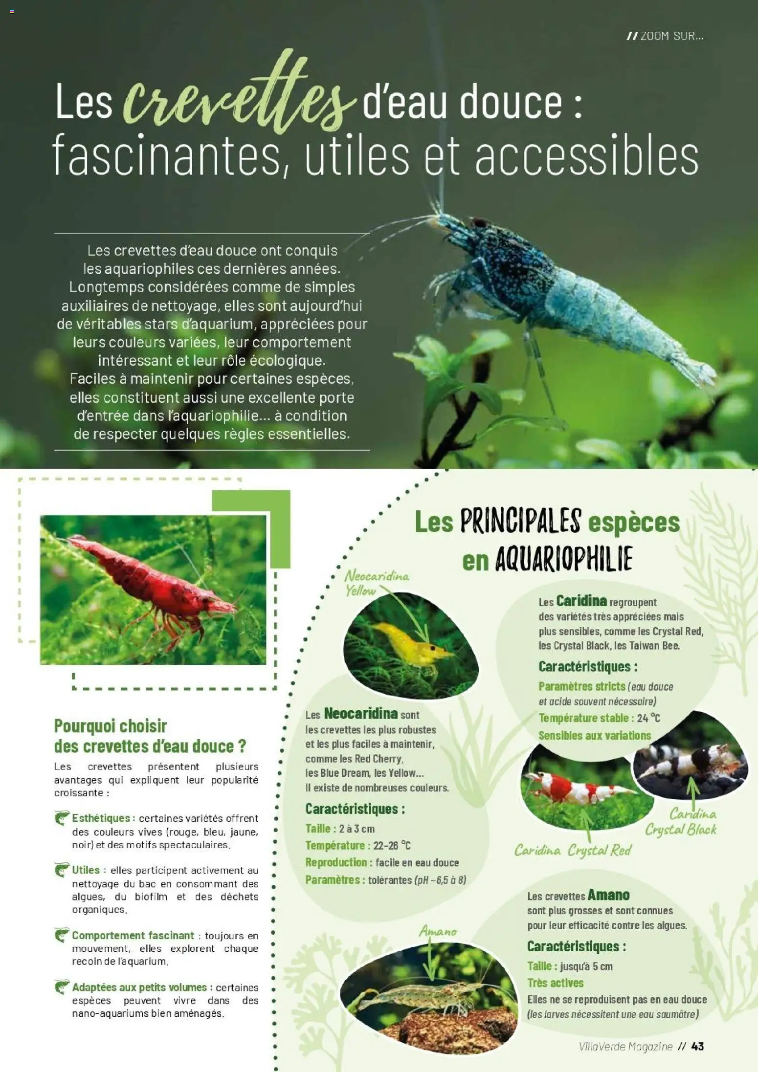 {H1} | Page: 43 | Produits: Mais, Crevettes, Porte, Magazine