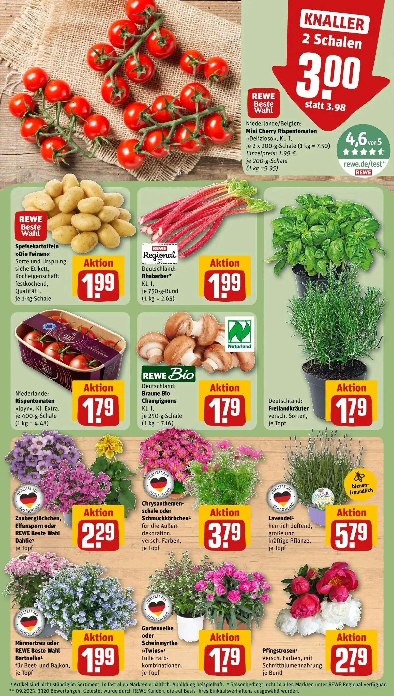 Rewe Prospekt Niederkassel / Ranzel – gültig ab 01.06.2026 | Seite: 5 | Produkte: Champignons