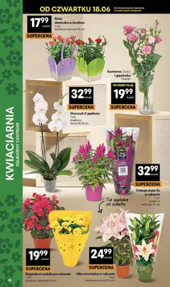 Pogląd oferty "Delikatesy Centrum gazetka" - ważna od 18.06.2026 | Strona: 38 | Produkty: Delikatesy, Doniczka, Doniczki, Storczyk