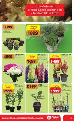 Auchan Kertészet és Szabadidő - amely érvényes a következő dátumtól: 16.04.2026 | Oldal: 5 | Termékek: Hortenzia, Gyümölcs, Virag
