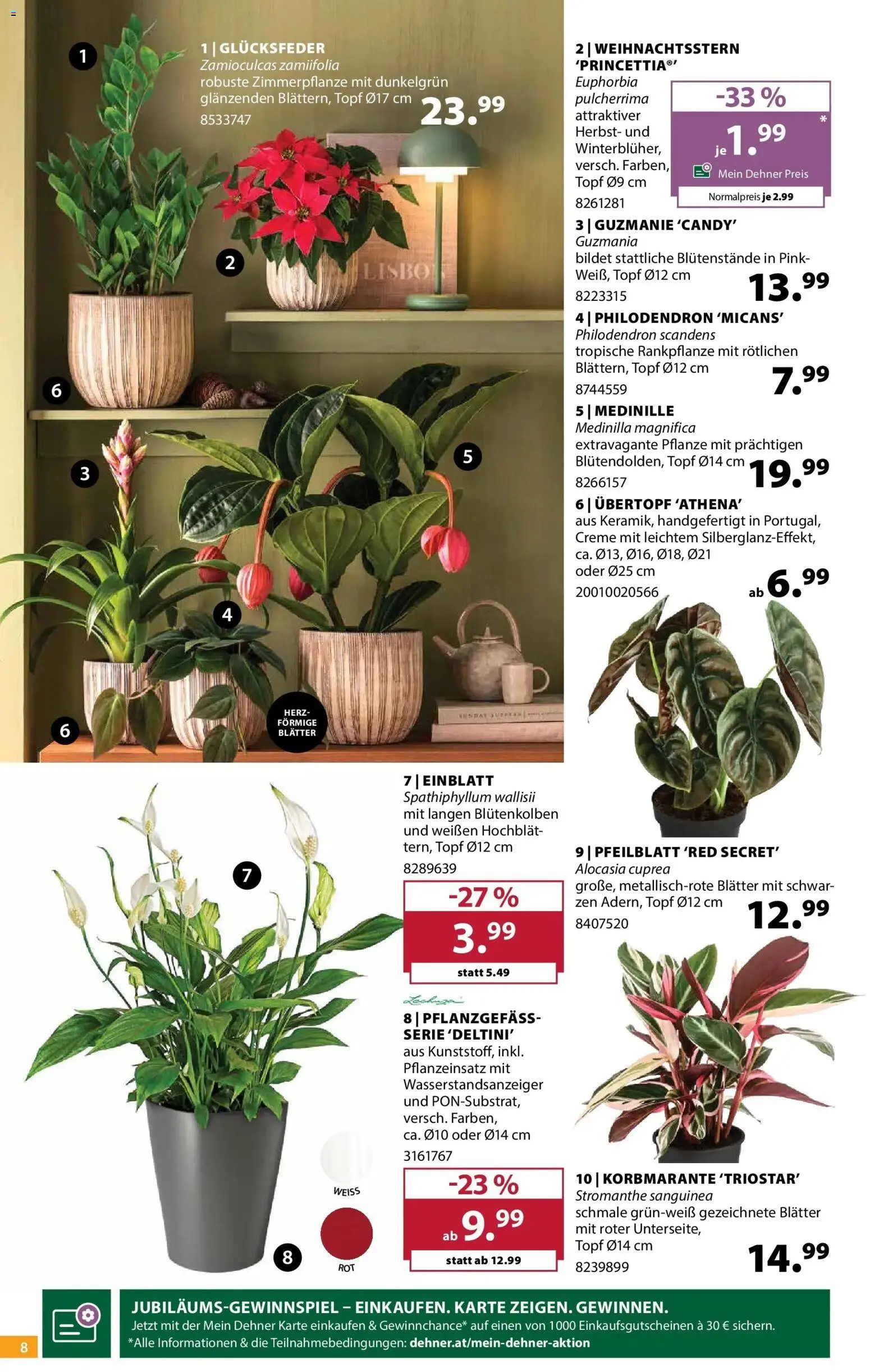 Dehner Garten & Zoo von 14.10.2026 - Aktuelle Angebote | Seite: 8 | Produkte: Creme