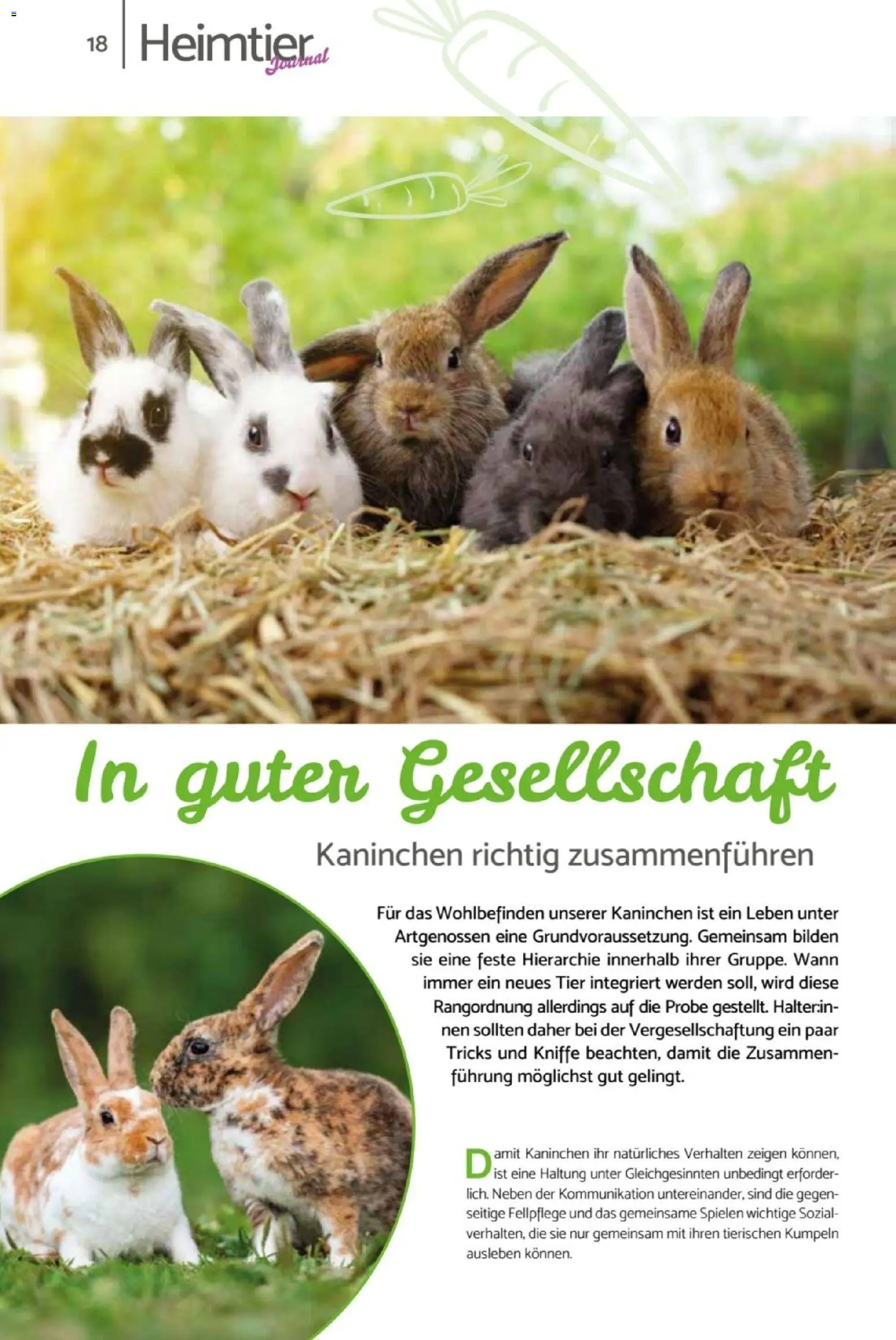 zookauf Heimtier Journal – gültig ab 01.04.2026 | Seite: 18 | Produkte: Kaninchen