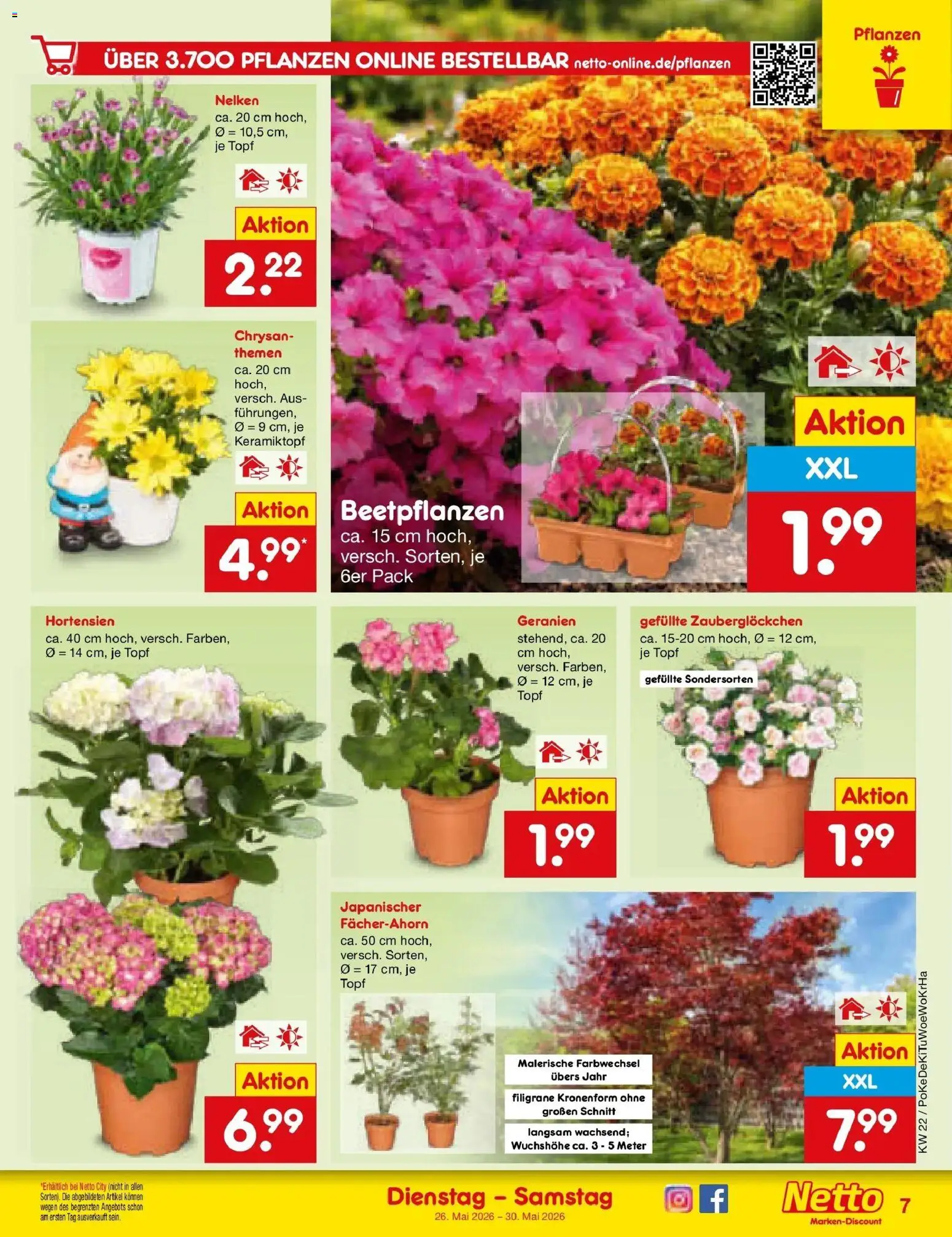 Netto Marken-Discount Prospekt Bonn – gültig ab 26.05.2026 | Seite: 9 | Produkte: Geranien
