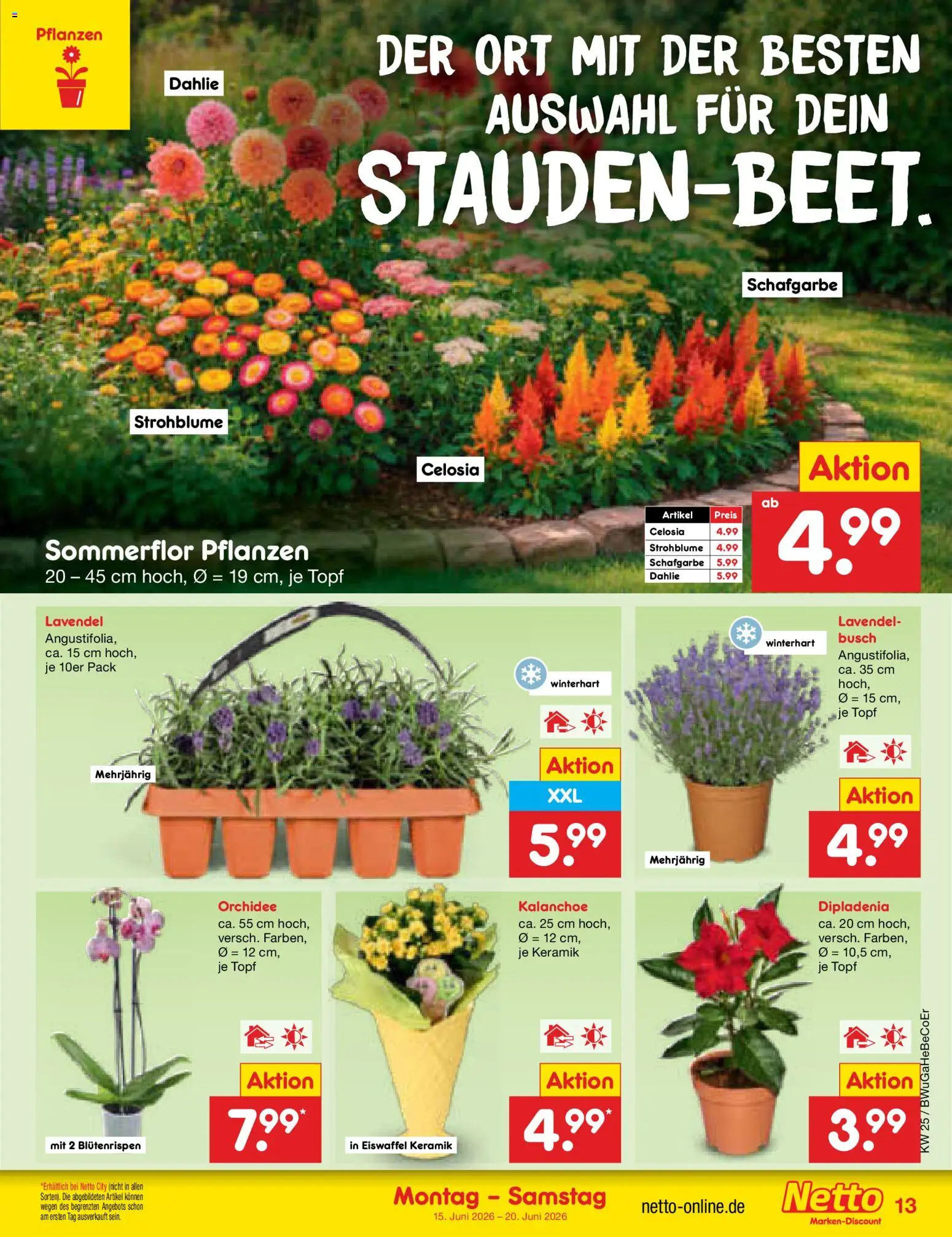 Netto Marken-Discount Prospekt – gültig ab 15.06.2026 | Seite: 17 | Produkte: Orchidee, Lavendel