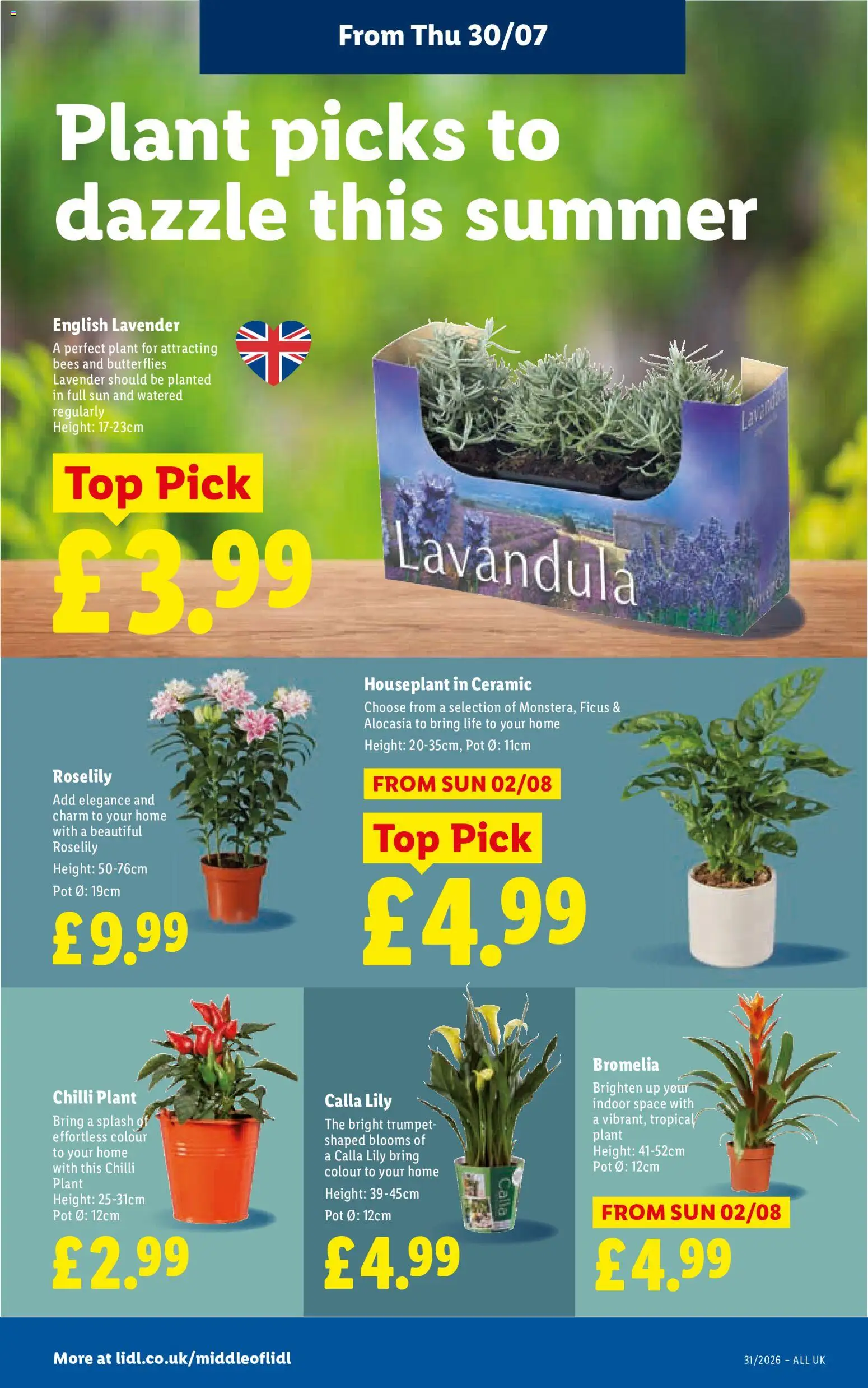 {H1} | Page: 26 | Products: Chilli, Pot, Lavender