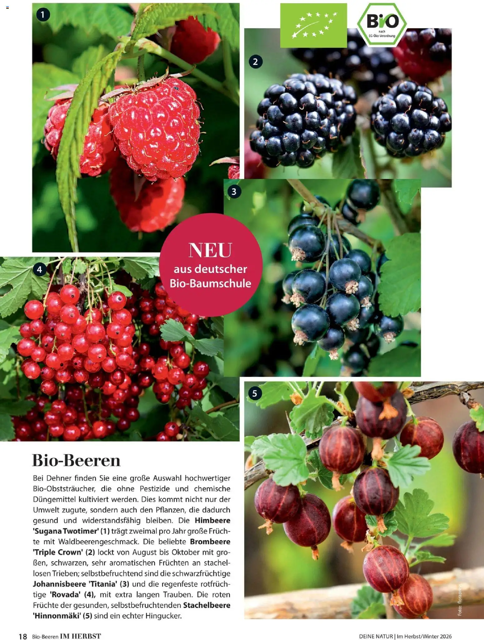 Dehner Magazine HERBST/WINTER 2026 gültig ab 09.10.2026 | Seite: 18 | Produkte: Himbeere