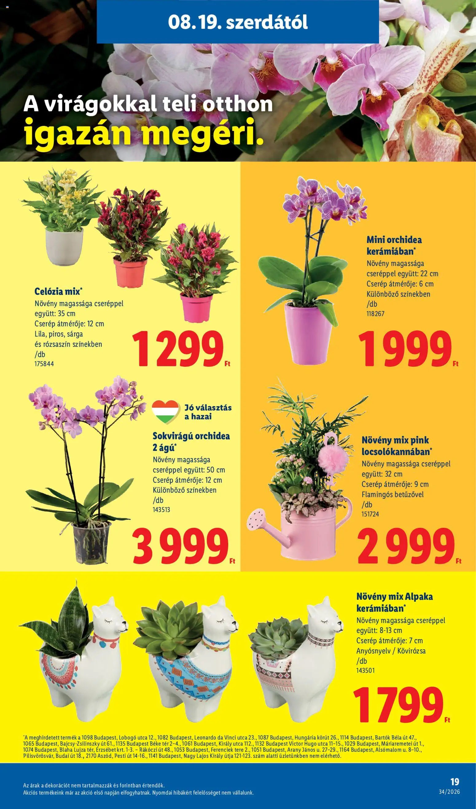 Lidl akciós ujság - amely érvényes a következő dátumtól: 2026.08.19. | Oldal: 19 | Termékek: Orchidea