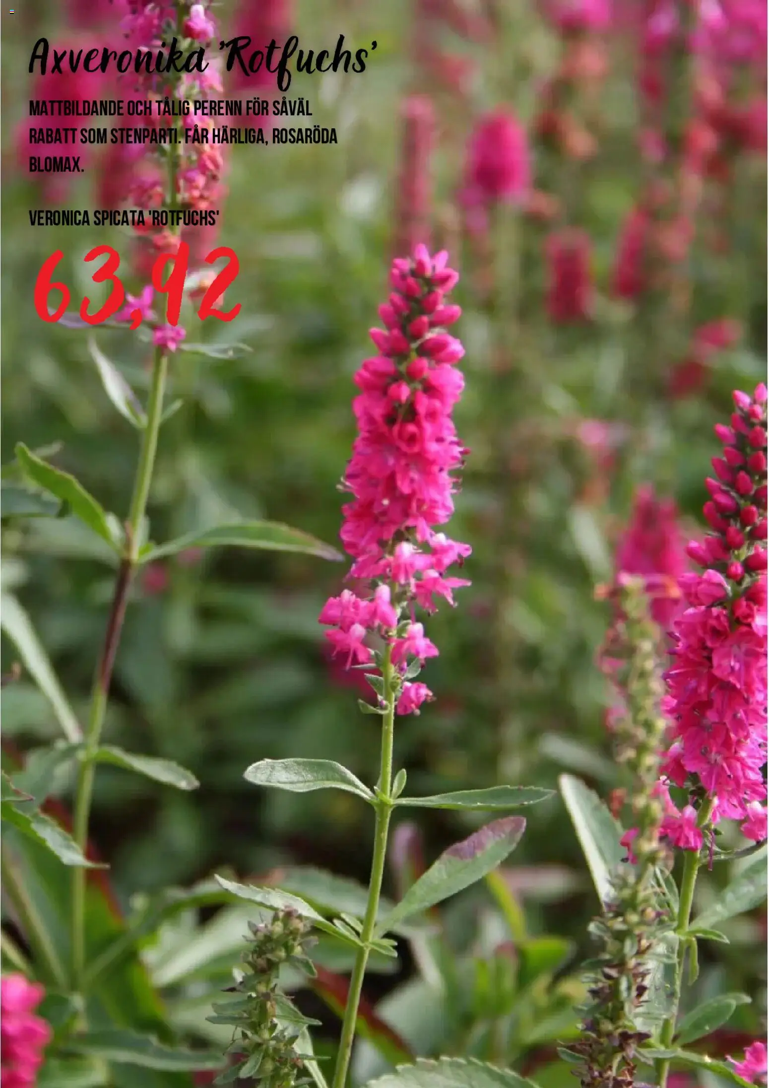 Blomsterlandet reklamblad aktuell från 15/07/2026 | Sida: 6